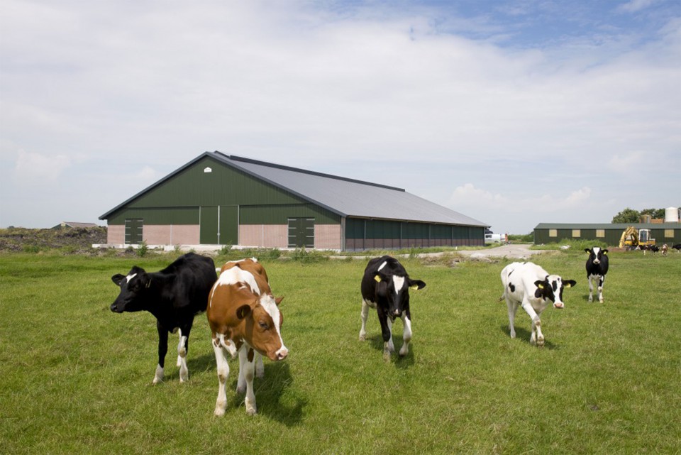 Agrarisch bouwbedrijf Hollema Bouw Surhuisterveen