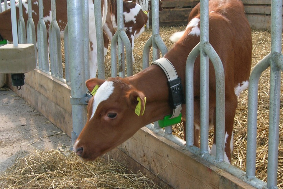 Agro Stalinrichting kalveren
